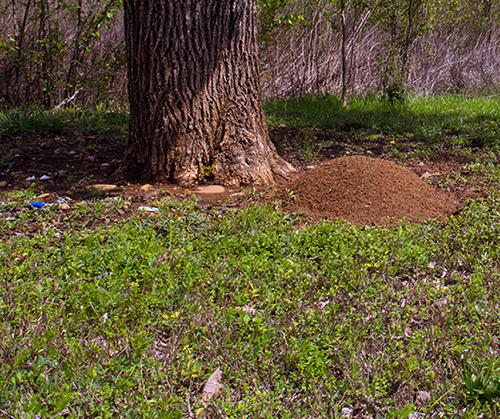 iStock-ant-hill-crop...