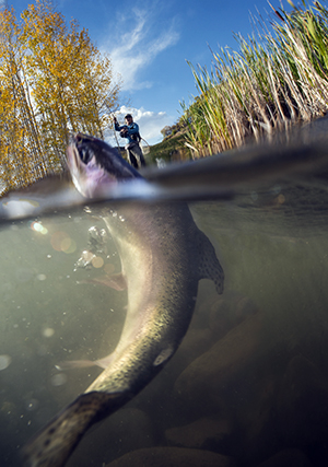 iStock-fly-fisherman...