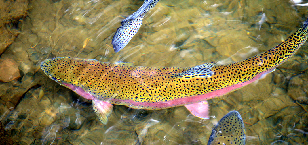 Rainbow trout stocking is here