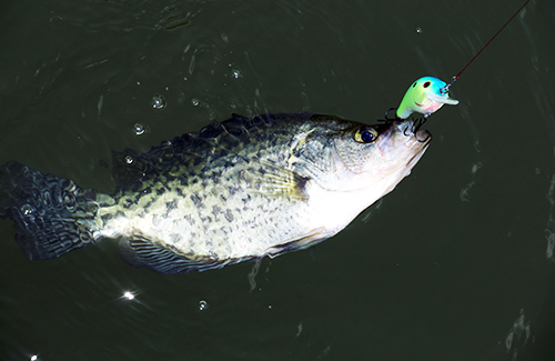 Crappie on a hook