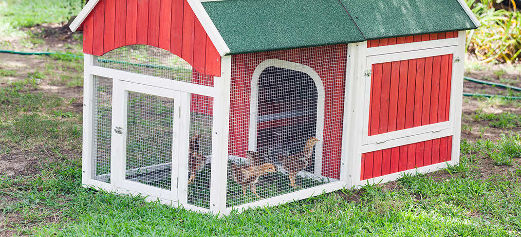 BACKYARD CHICKEN COOPS:  HEALTHY TREND WITH ENVIRONMENTAL RESPONSIBILITY 
