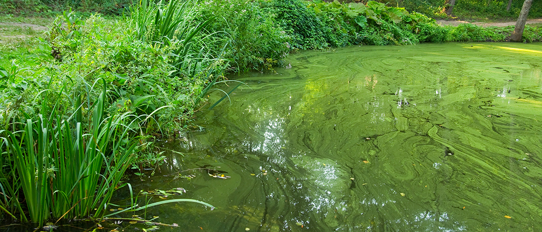 Blue-green algae blooms not detected in BRA reservoirs 