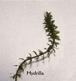 hydrilla_index
