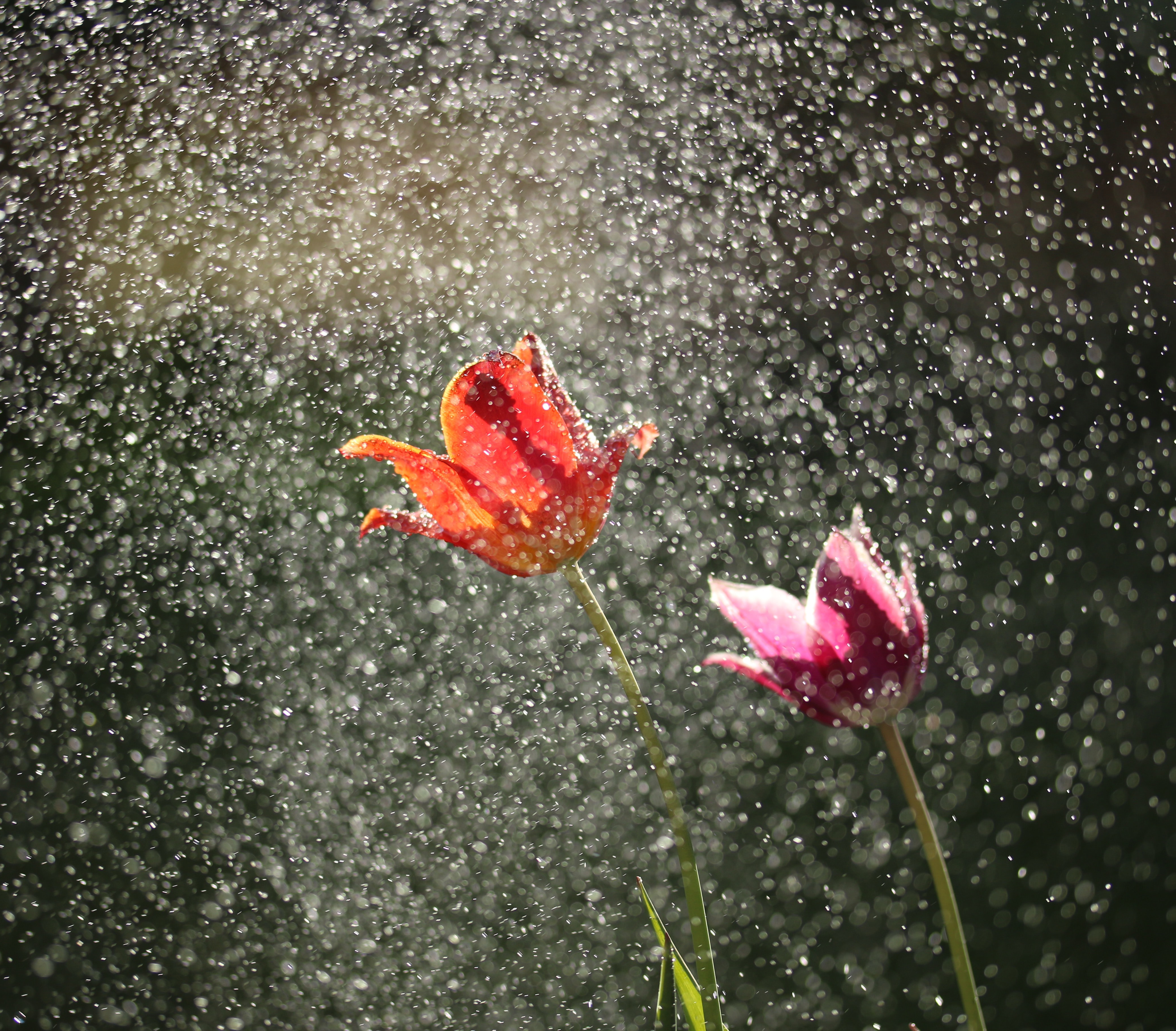 Flowers in the rain