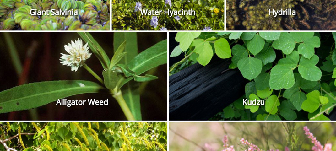 Learning More: A healthy ecosystem reflects healthy water