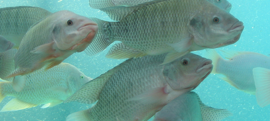 Taming the Troubling Tilapia