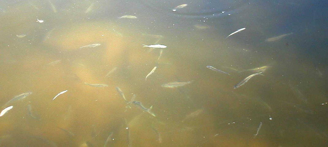 Fish Kill update: Possum Kingdom Lake and Lake Granbury