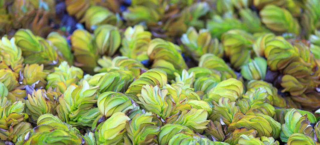 They aren't just annoying