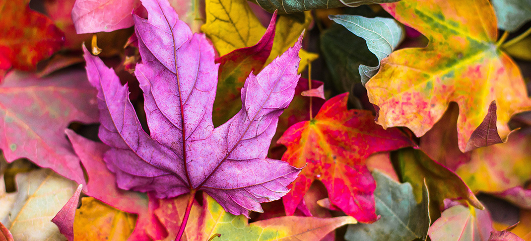 Wet spring, wet summer? What about the fall?