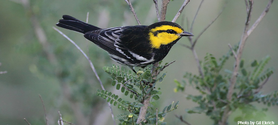 This Endangered Central Texas Bird Keeps Its Federal Protection Status