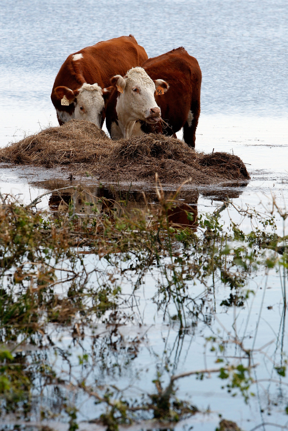 Cows standing in floodwater