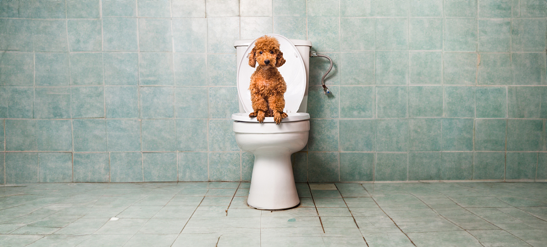 The surprising afterlife of toilet waste