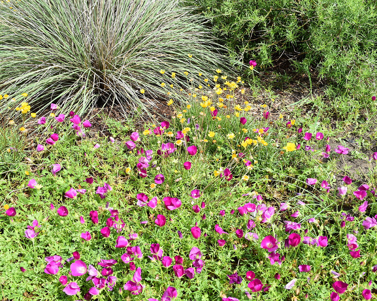 Colorful plants that can be used to xeriscape a lawn