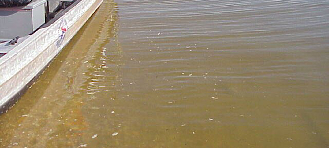 Golden Algae bloomed