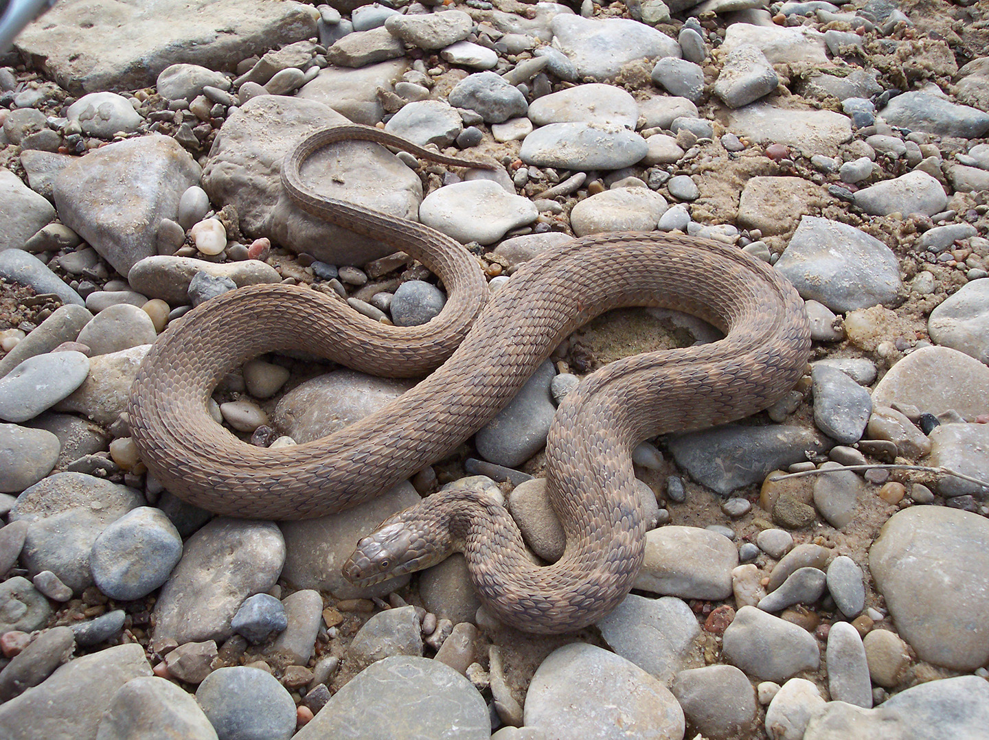 Brazos Water Snake image courtesy of Dustin McBride