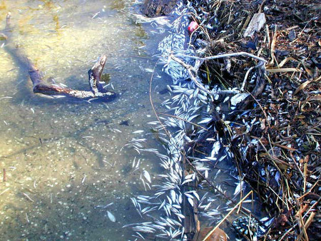 fish kill due to golden algae