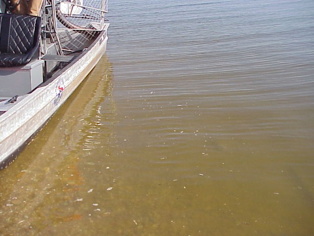 golden algae at Possum Kingdom Lake