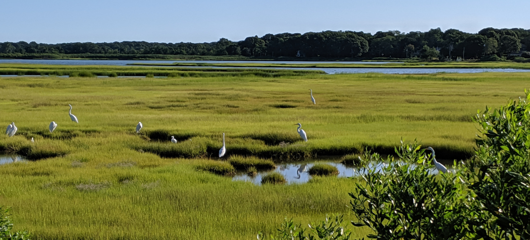 Ever been to a wetland? Why should you want to go? 