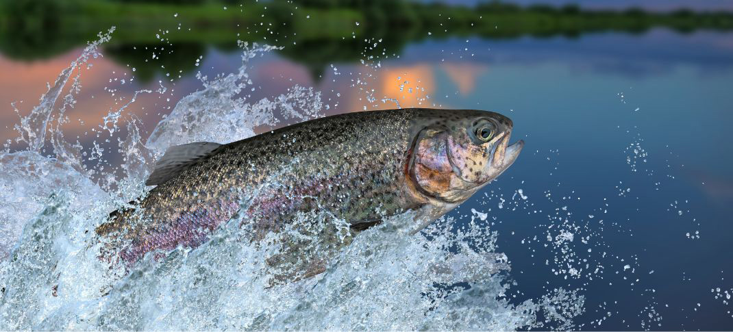 Rainbow Trout stocking begins soon