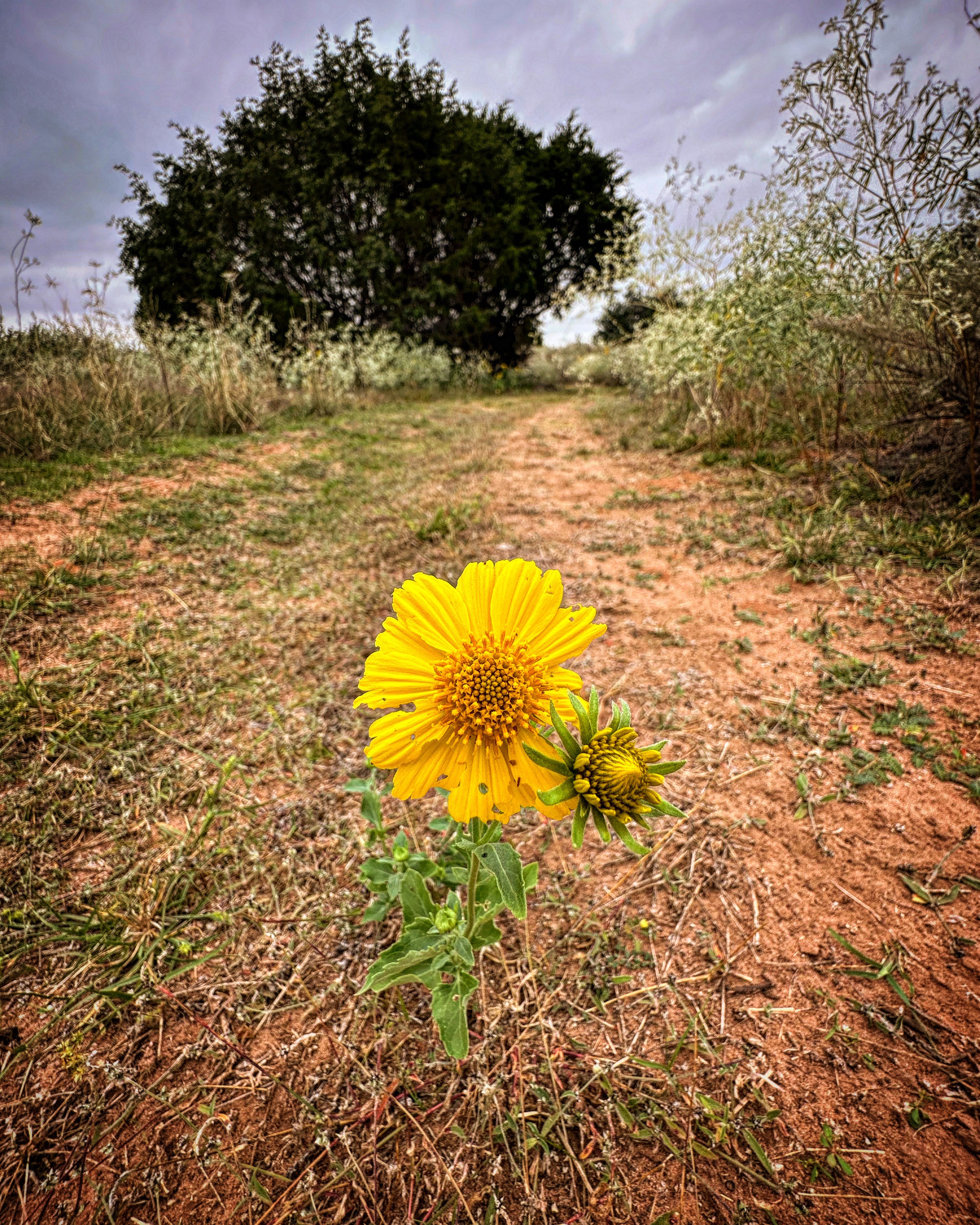 Yellow flower amongst a trail