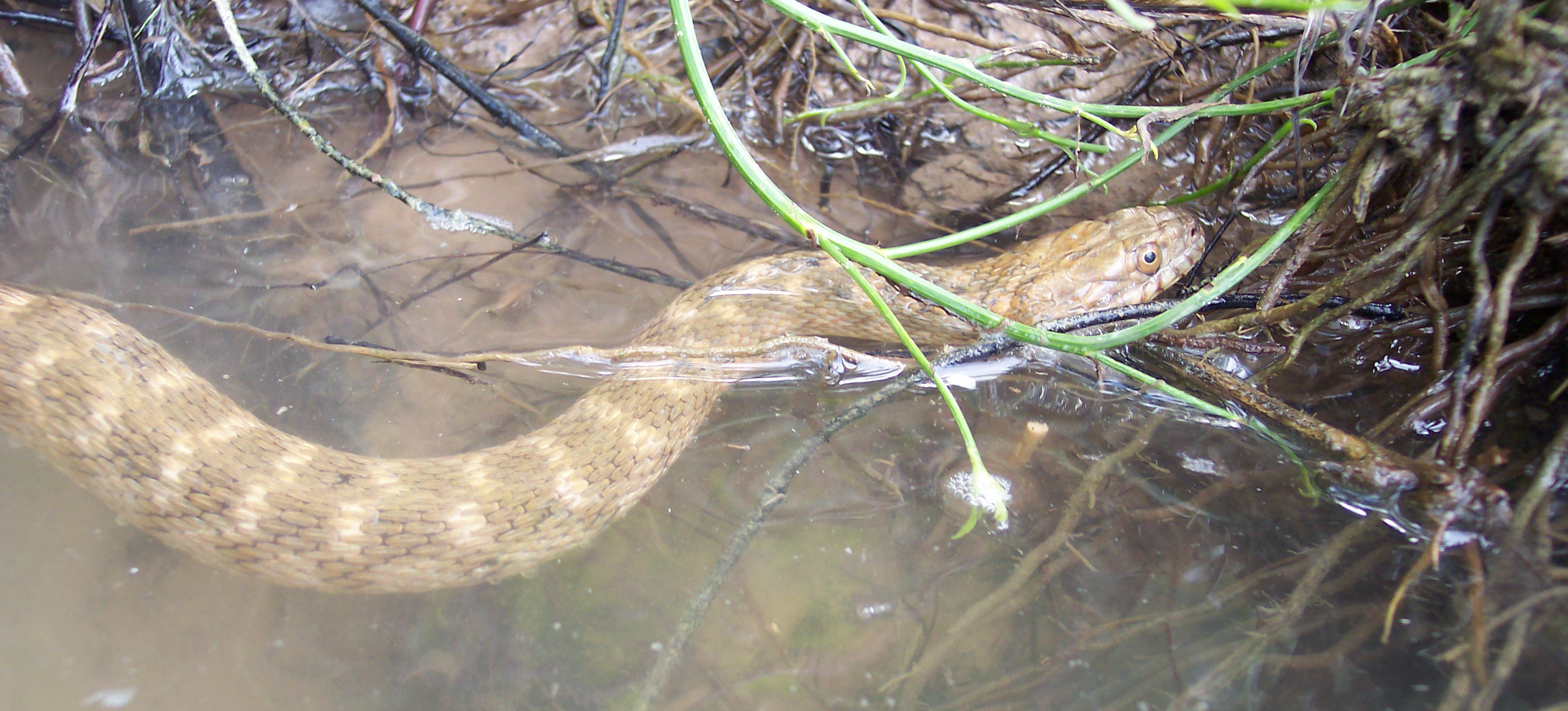 Ssssliding into success