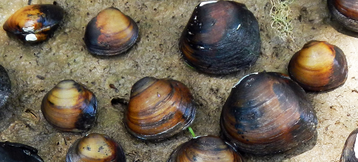 How do mussels benefit Texas water?