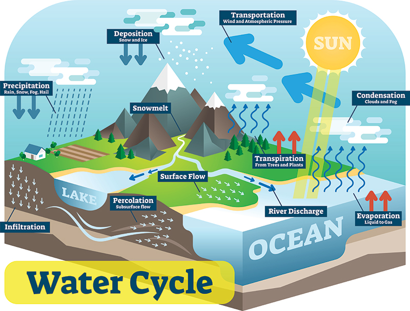 The water cycle.