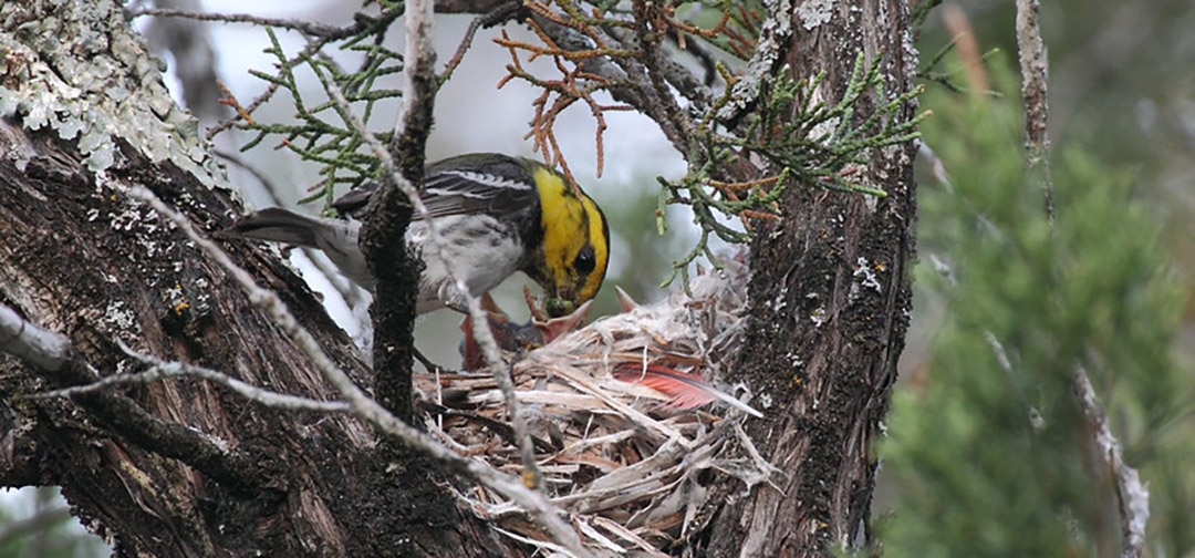 The Golden-cheeked Warbler: A Texas Treasure in Trouble 