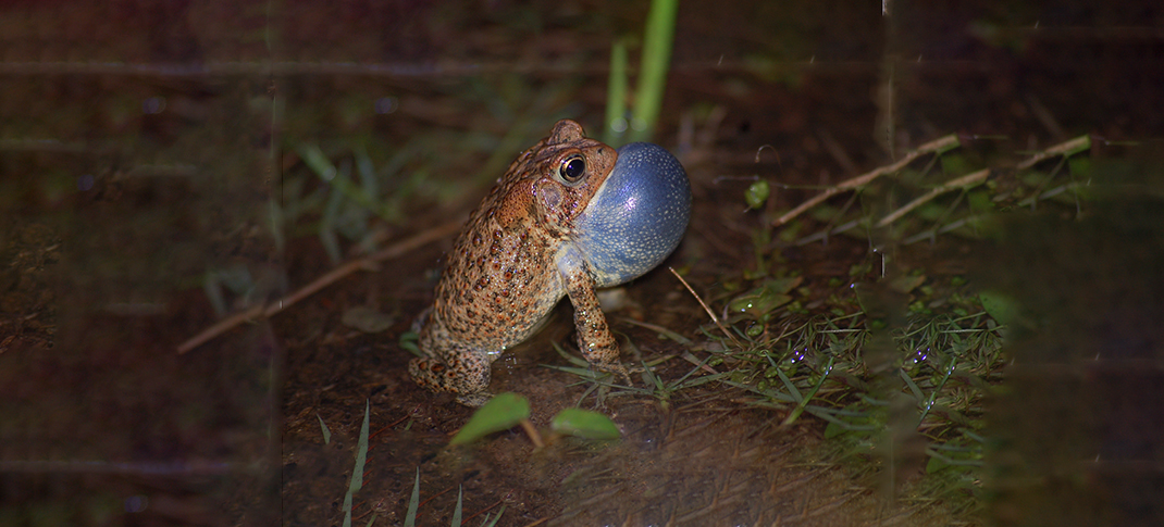 A tiny Texas toad is in danger of disappearing from the Texas landscape