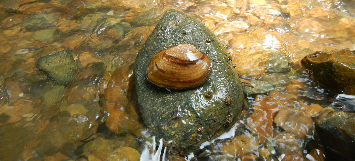 Securing the future of the Texas Fawnsfoot and Balcones spike 