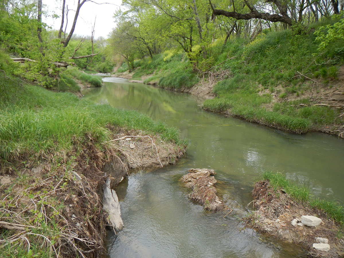 Image of stagnant water in a creek.