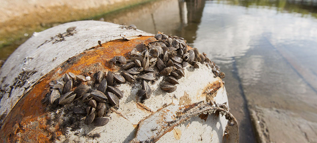 No free rides for zebra mussels