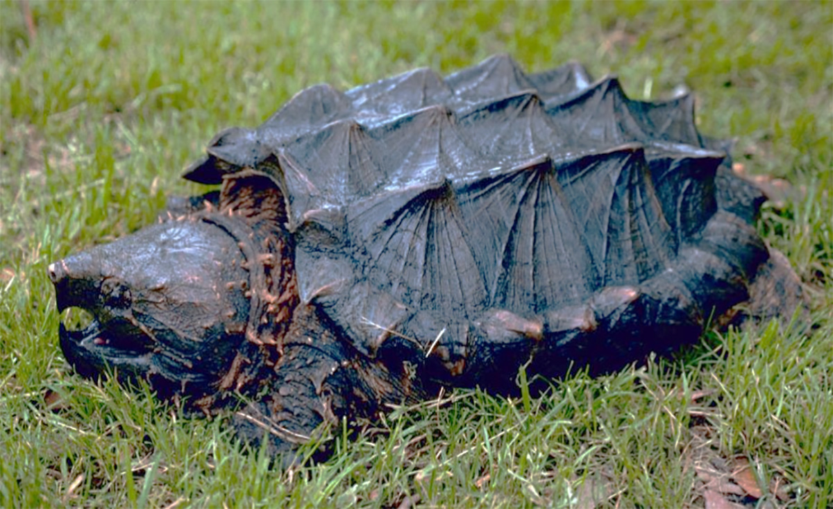 Alligator Snapping Turtle, courtesy of Sabine River Authority