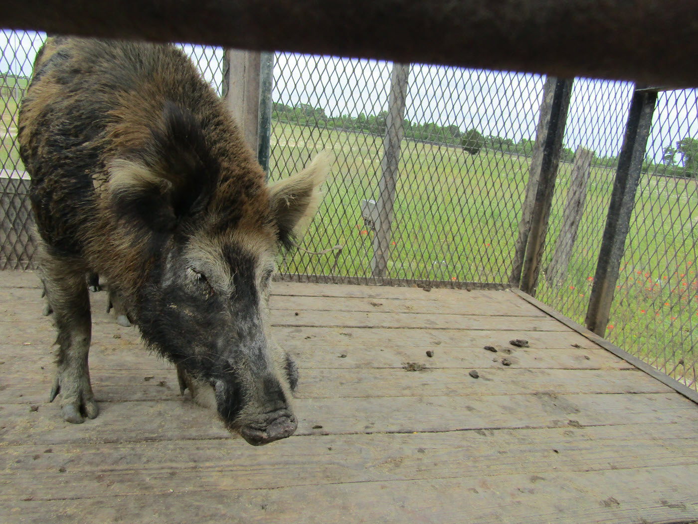 Feral Hog, courtesy of Texas A&M Natural Resources Institute