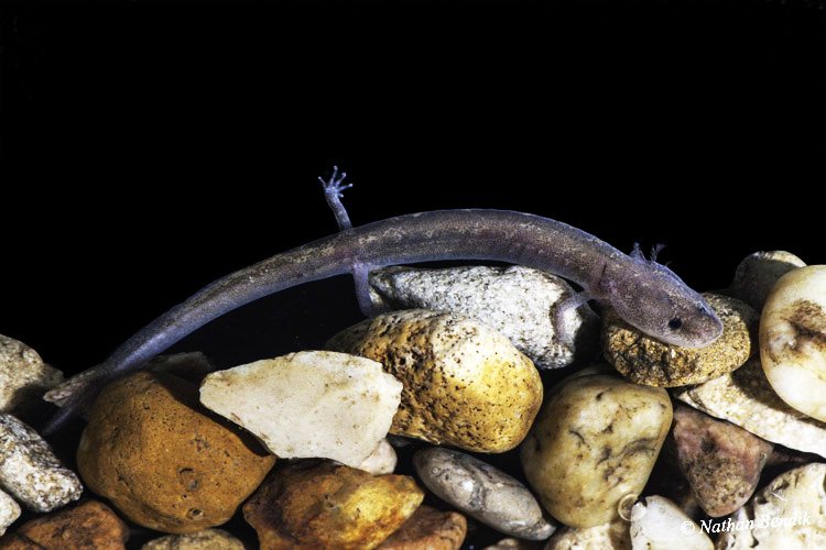 Salado Creek Salamander, credit Nathan Bendik