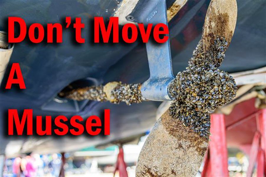 Don't Move A Mussel