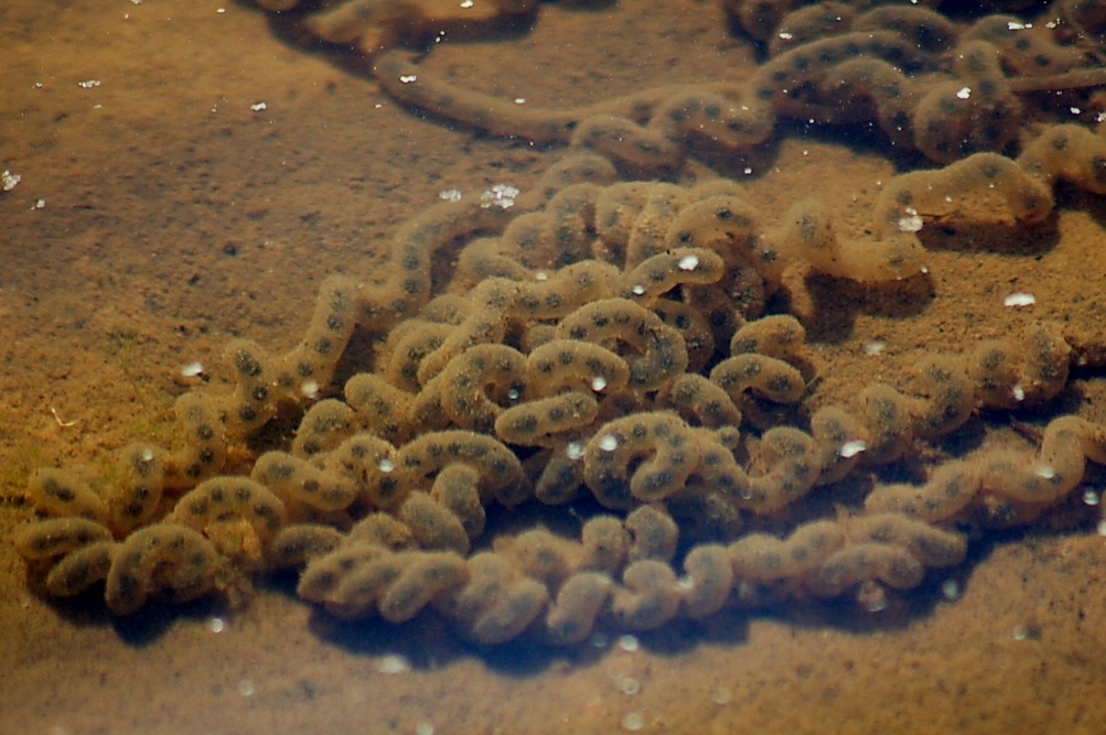Houston toad habitat