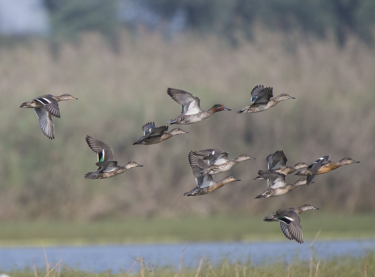Waterfowl hunting blind
