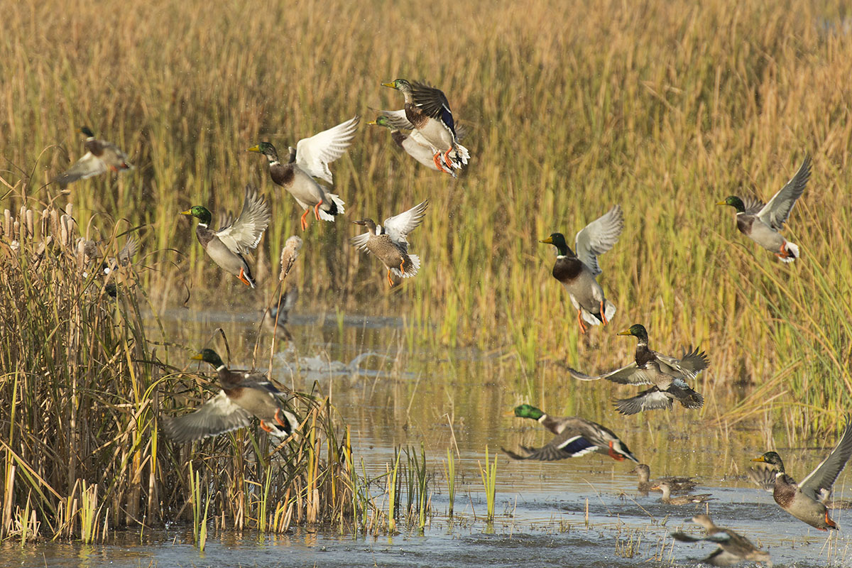 Waterfowl hunting at sunrise