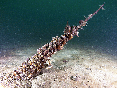 Anchor