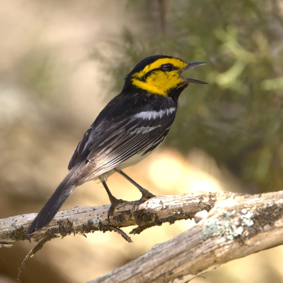 golden-cheeked-warbler