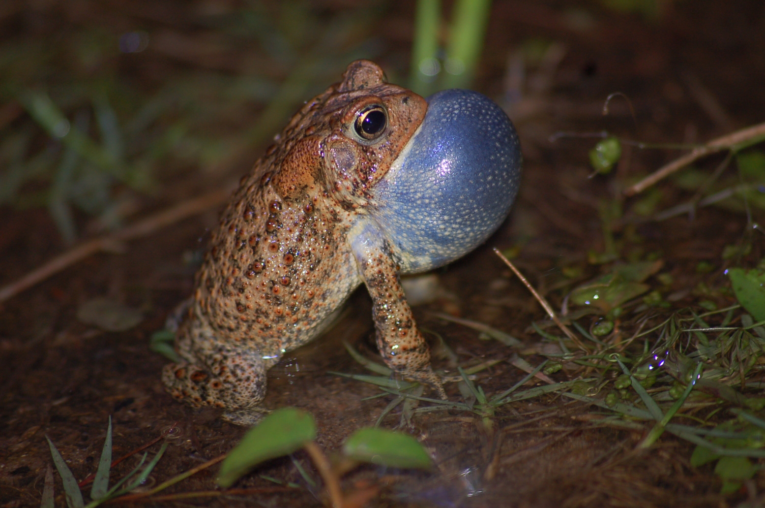 Houston toad habitat